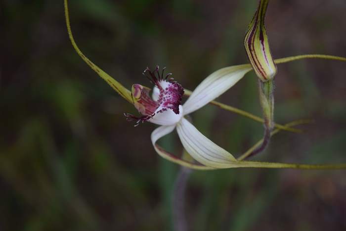 Caladenia - Orchid-spider-0047.JPG